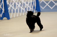 Poodle MIniature Sunday Hutto June 2012