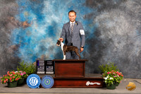 Boston Terrier #22 Sun WB Judge Debra Thornton