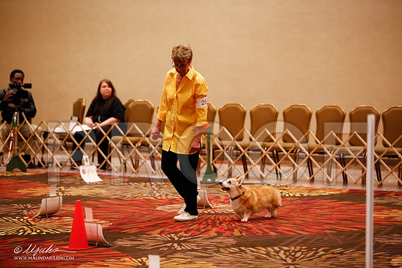 _JJ_7523-HstnCorgiFeb2015-HR3