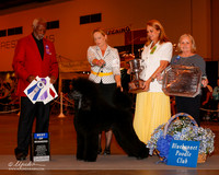 Poodle Standard #9 Wed BOW Wilson Nancy C Agent Shawn Clute Judge Mr Eugene Blake