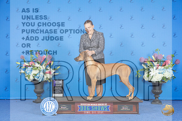 Rhodesian Ridgeback #14 SAT WB M Judge Douglas Johnson__JP_0040_Houston_2024_HR3