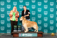 Golden Retriever #466 Sat G3 Stan Sun G3 Kathie Short