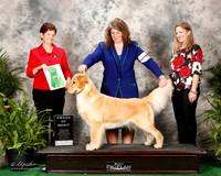 Golden Retriever #88 Wed AOM Casey Diane Agent Kristin Lyons Judge Debbie Claussen