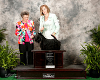 Scottish Terrier #30 Wed Maj WB Edell Kelli Judge Judith White