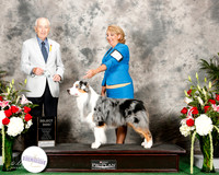 Australian Shepherd #21 Thurs SD Guenther annette Judge Roger Hartinger