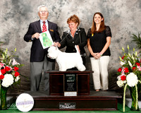 West Highland White Terrier #5 Thurs AOM Spivey Craig Diana Judge Thomas Barrie