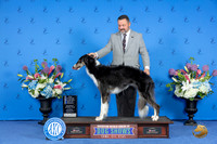 Borzoi #32 SAT WB BW NC M Judge Rick Martin