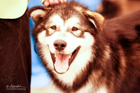 Alaskan Malamute Thurs Ring