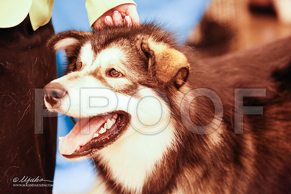 _JJ_3890-HsntJuly20152015-HR3