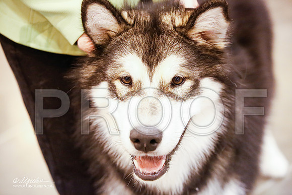_JJ_3898-HsntJuly20152015-HR3