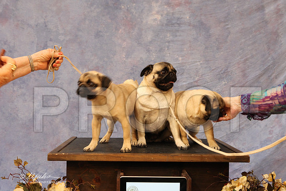 CustomPug-8545LR