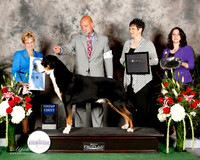 Greater Swiss Mountain Dog #5 Thurs G1 Copeland Agent Scott Sommer Judge F Susan Godek