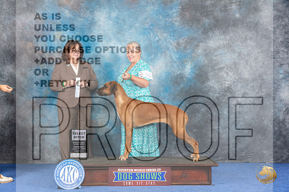 Rhodesian Ridgeback #16 WED SB Judge Barbara Scherer__JP_7229_Houston_2024_HR3
