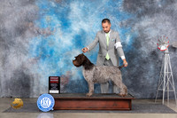 Wire Haired Pointing Griffon #10 Fri G2 Judge Pat Trotter