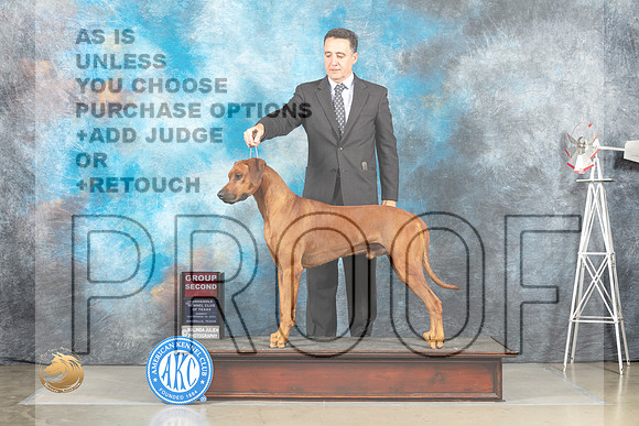 Rhodesian Ridgeback #9 Sun G2 Judge Sharon Derrick_MJ_5149_Amarillo_2022_HR3