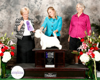 West Highland White Terrier #44 Fri Maj WB Platt Allison and John Low MD and William Matthews III Judge Judith Fanklin