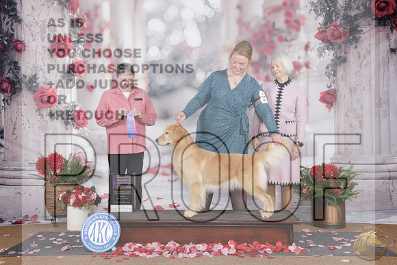 Golden Retiever #14 Fri WB NCH Judge Deise ReelGolden Retiever #14 Fri WB NCH Judge Deise Reel_WP_6602e-Tearkana 2026-HR3