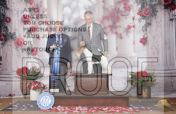 Wire Fox Terrier #5 Sat G1 Judge Fred BassettWire Fox Terrier #5 Sat G1 Judge Fred Bassett_WP_7719e-Tearkana 2026-HR3