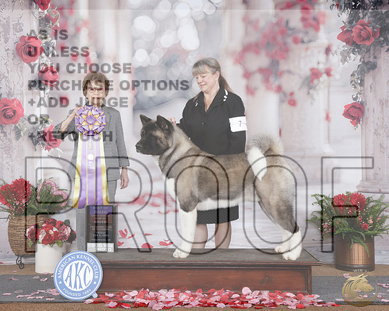 Akita #7 Fri BOB OHBOB Judge Pat TrotterAkita #7 Fri BOB OHBOB Judge Pat Trotter_WP_6848e-Tearkana 2026-HR3
