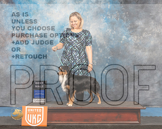 Miniature American Shepherd #197 Sat2 BM Judge Tracey Kallas_MMJ_6677_Addison2022_HR3