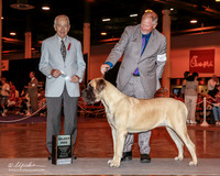 Mastiff #6 Sat SD Lambden Jennifer Dolly Moore Susan Wheeler Agent Holly Leftwich PHA Judge Mr Roger R Hartinger