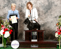Scottish Terrier #7 Sat Best in Sweepstakes Edell Kelli Judge Carol Scott