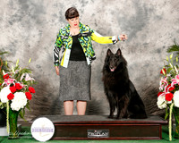 Belgian Sheepdog #??? Sat Custom Benton