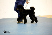 Poodle Standard Sat Ring S2