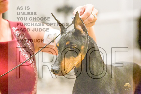 Manchester Terrier MTOY Candids-JJL_2164-Hstn2022_HR3