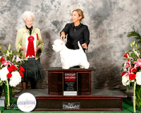 West Highland White Terrier #52 Sat G2 Davis Darlene Cox Judge Paula Hartinger