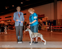 Whippet #41 Sun NC Maj BOW Sherry Craig & Nancy Colson Judge Mr Roger R Hartinger