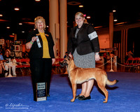 Belgian Malinois #6 Sun SB Dove Ronda & Pete Agent Riffany Knox Judge Dr Carol White Moser