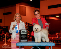 Bichon #7 Sun NC BOW Blue Glenda Agent Kayley Kovar Judge Mrs Debra Long Gschwender