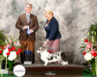 Cardigan Welsh Corgi #14 Sun BOW Seely Betty Ann and Paula ODonnell Judge Jonathan Jeffrey Kimes