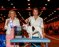 French Bulldog #22 Sun WB Sapp Erika K & Craig Stephens Judge Mrs Debra Long Gschwender