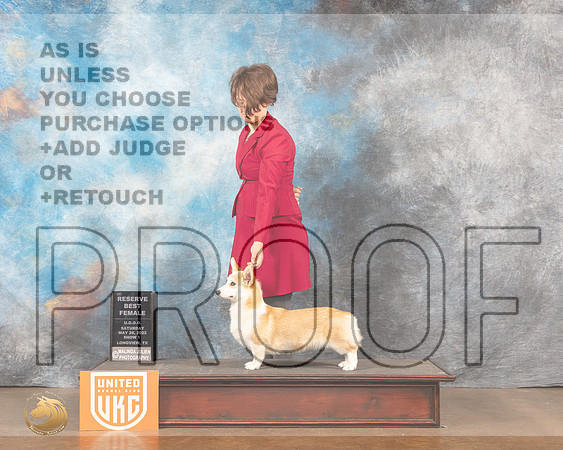 Pembroke Welsh Corgi #286 Sat1 Judge Michelle BlackowlMMJ_5570_Lngvw2022HR3
