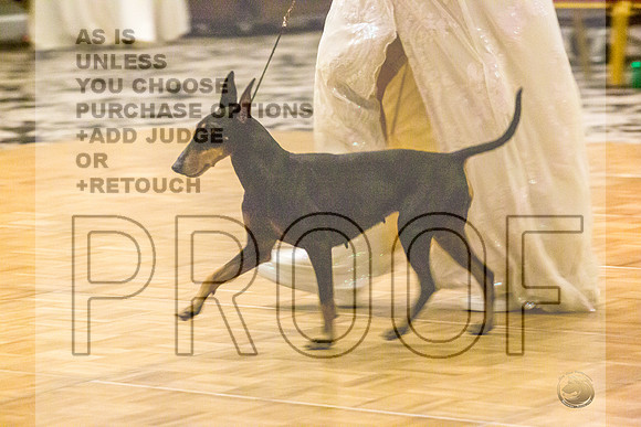 Manchester Terrier MTOY Candids-JJL_2340-Hstn2022_HR3