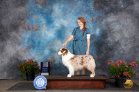 Australian Shepherd #11 Sat WDMCH Judge Polly (Mrs Robert) D Smith