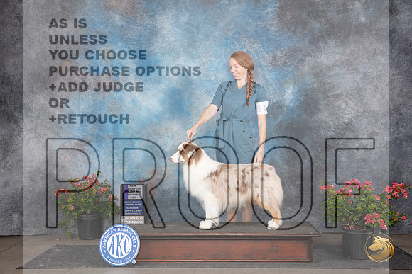 Australian Shepherd #11 Sat WDMCH Judge Polly (Mrs Robert) D Smith__JP_5337_San Antonio_2024_HR3