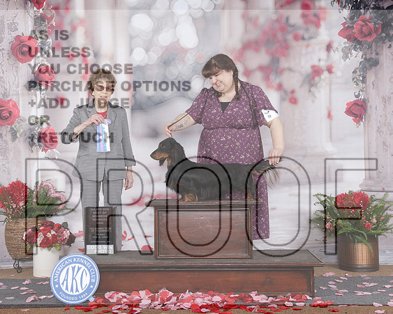Dachshund Long #21 Fri BOW WD M Judge Pat Trotter-_WP_6586e_Texarkana 2026-HR3