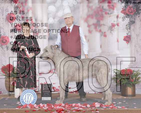 Irish Wolfhound #19 Sat BOS NCH Judge Pamela Peat-_WP_7206e_Texarkana 2026-HR3