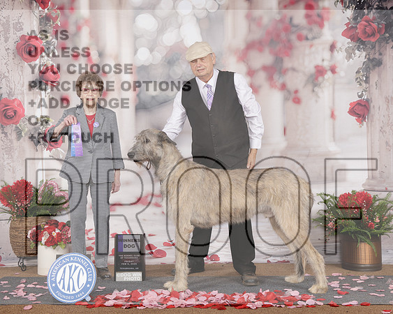 Irish Wolfhound #17 Fri WD Judge Pat Trotter-_WP_6476e_Texarkana 2026-HR3
