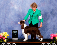 English Springer Spaniel R Gear Custom Maj Win Sun