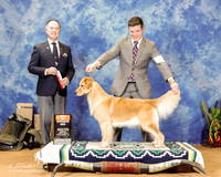 Golden Retriever #52 Sun BOS