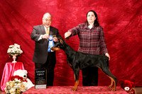 Doberman Pinscher Sat S1 G1 Irina Sasu Judge Stan Matsumoto