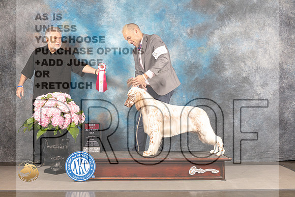 English Setter #8 WED BOP Judge Barbara Alderman_MJ_4868_Houston_2022_HR3