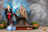 Doberman Pinscher #36 Fri G2 Judge David Bolus