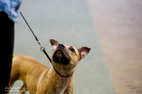 Staffordshire Bull Terrier Sat S2 Ring