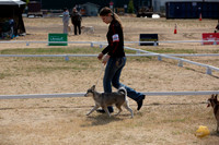 *Ringside Longview WA 2024 Alaska Klee Kai #400