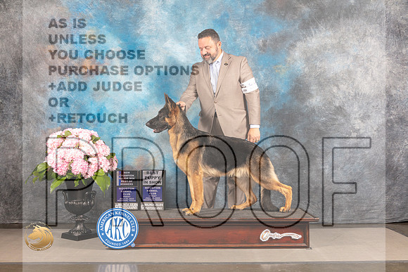 German Shepherd Dog #33 FRI WD BOW NCH Major Judge John Wade_MJ_5030_Houston_2022_HR3